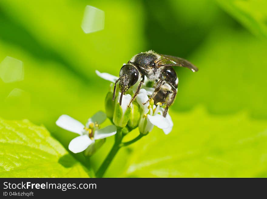 Wasp on the flower