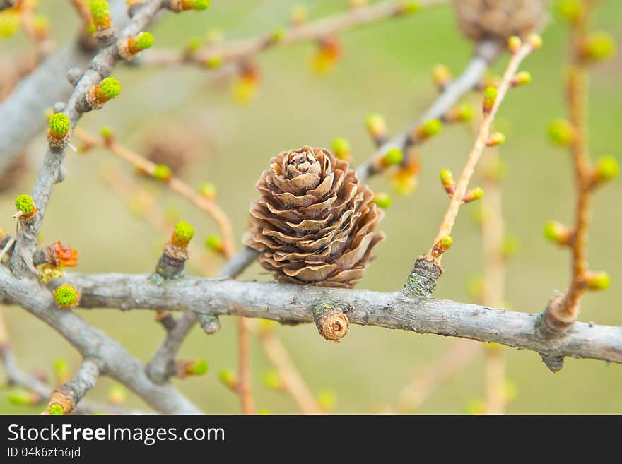 Spring time in larch forest