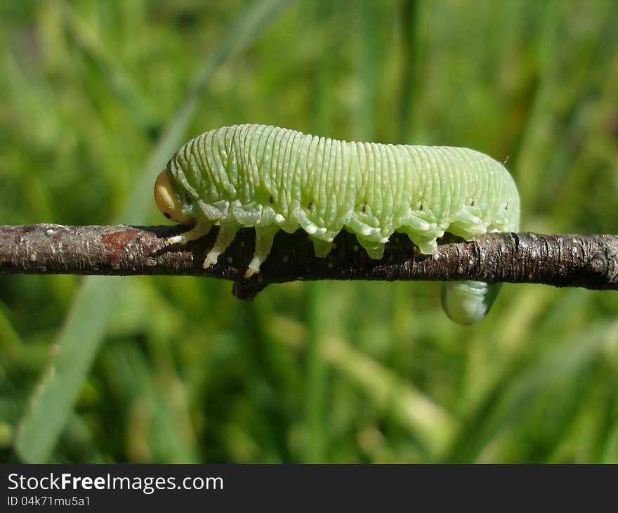 Caterpillar