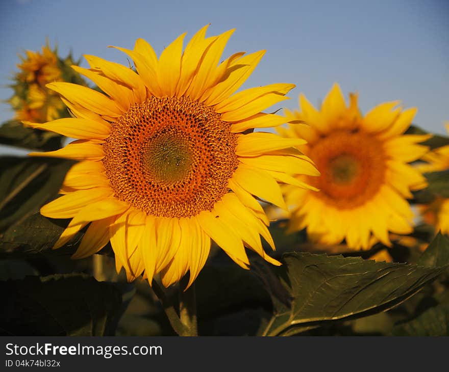 Sunflower