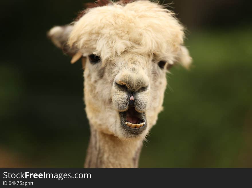 Portrait of an Alpaca with a funny face