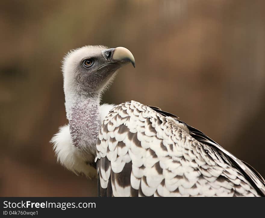 Griffon Vulture