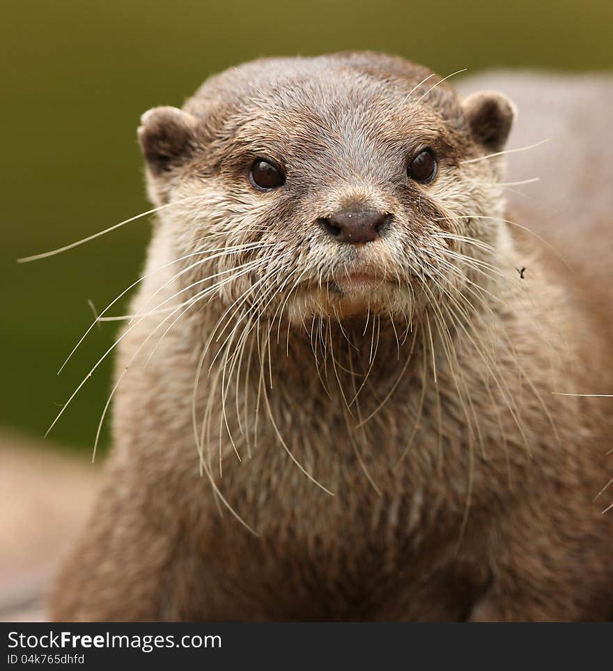 Portrait of a Oriental Short-Clawed Otter