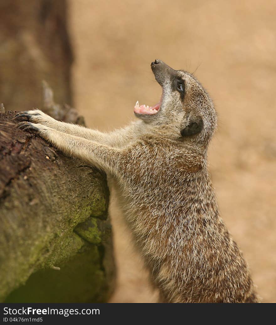 Meerkat