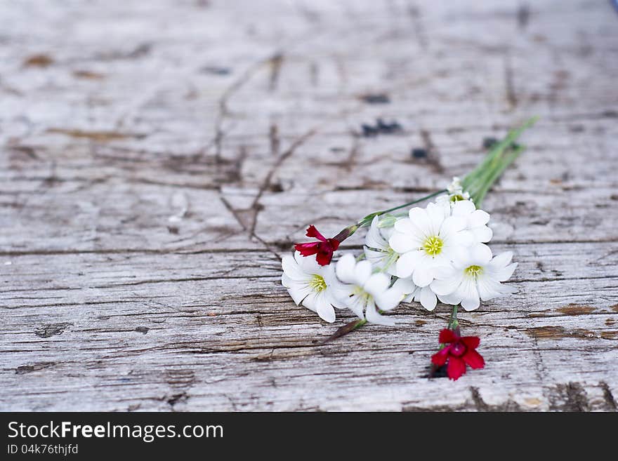 Forgotten red and white flowers on the pier background. Forgotten red and white flowers on the pier background