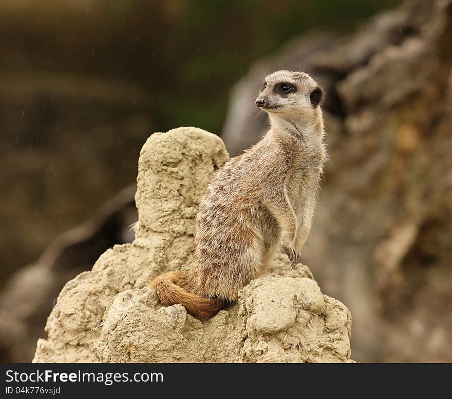 Close up of a male Meerkat standing guard in the rain