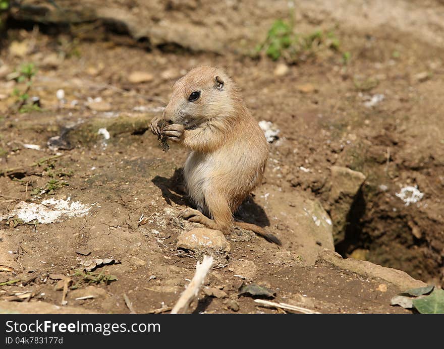 Baby Black-Tailed Parie Dog