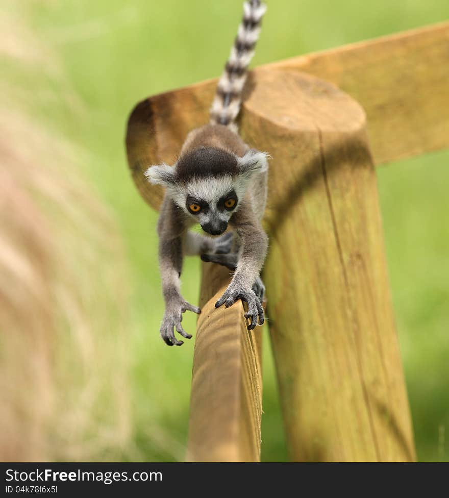 Baby Ring-Tailed Lemur