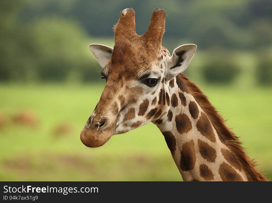 Portrait of a Giraffe at eye level. Portrait of a Giraffe at eye level