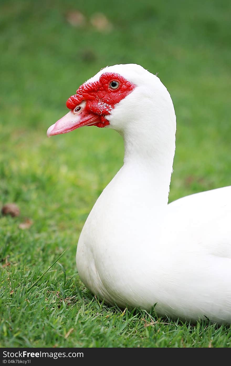 White Muscovy Duck sleeping in the grass thailand