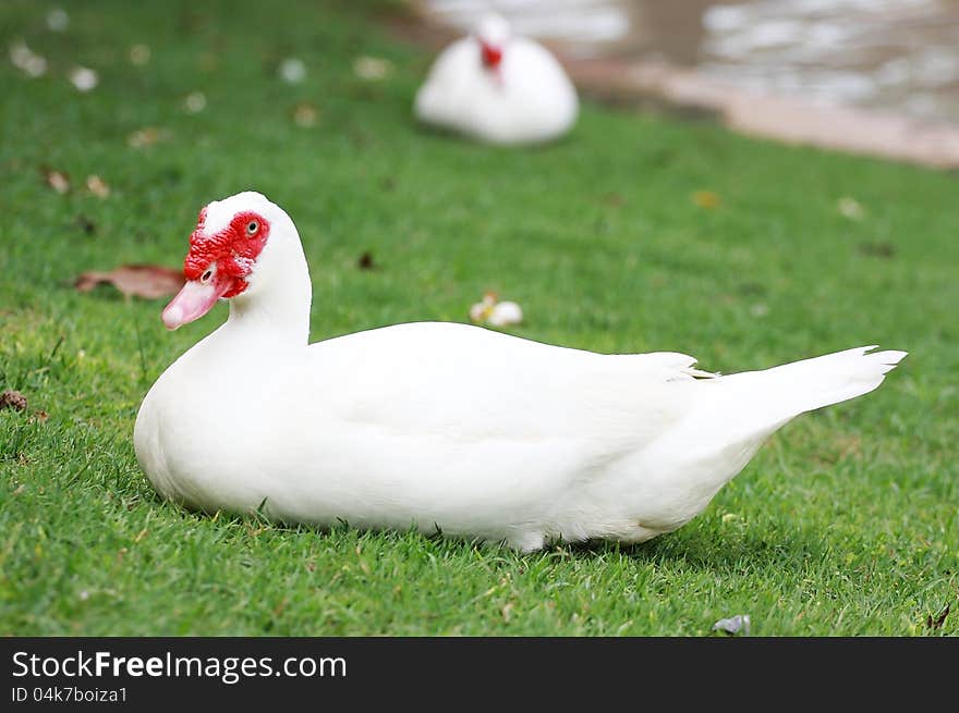 Muscovy Duck On Grass