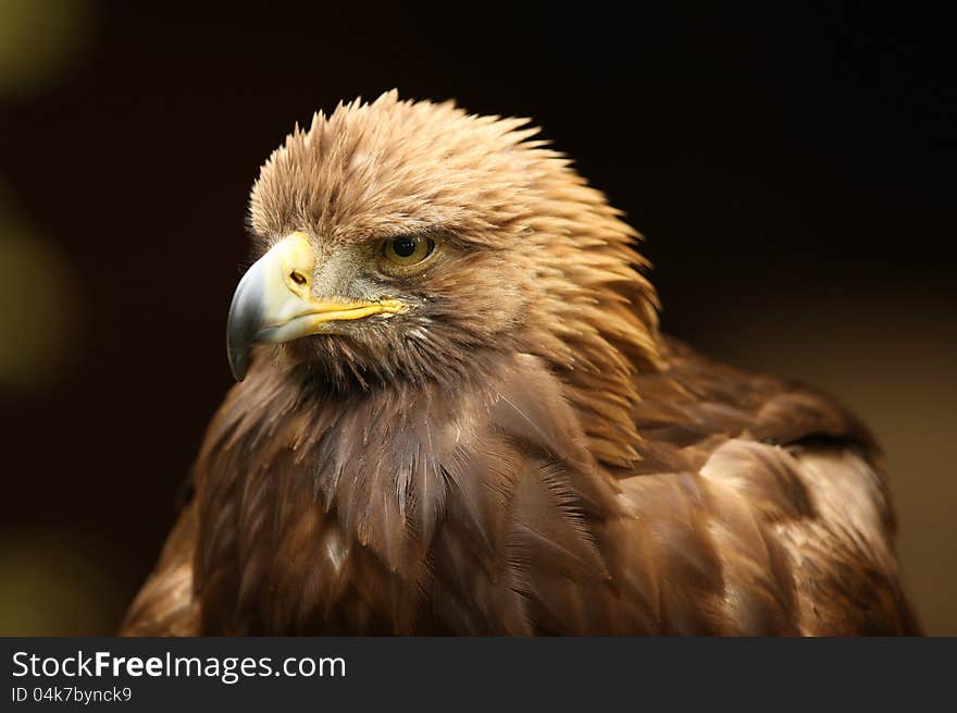 Golden Eagle