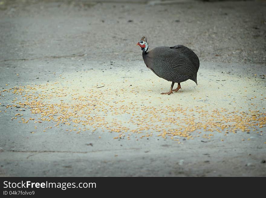 The Helmeted Guineafowl (Numida meleagris) walking in the backyard. The Helmeted Guineafowl (Numida meleagris) walking in the backyard.