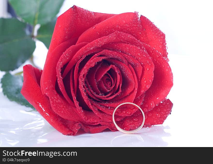 Red rose with a ring with jewels. Isolated on white. Red rose with a ring with jewels. Isolated on white