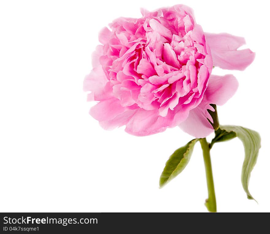 Pink peony on a white background