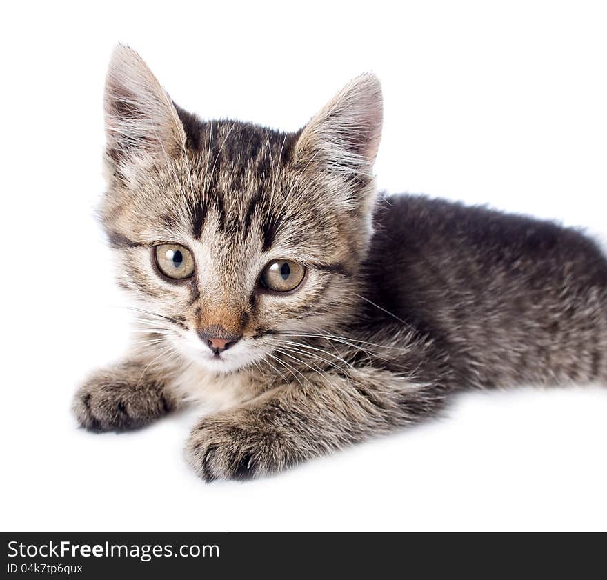 Kitten On White Backgrounds