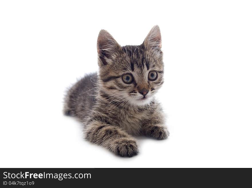 Kitten on white backgrounds