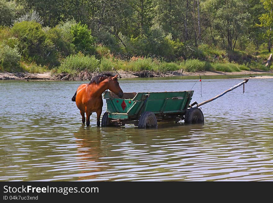 A horse is in the river