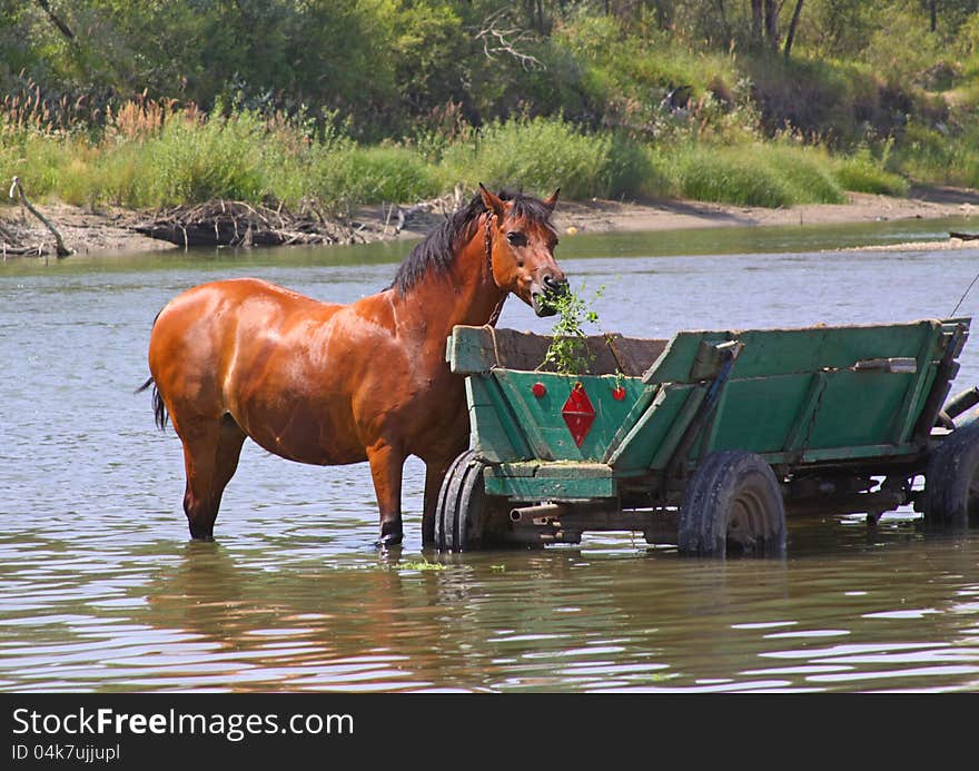 A horse is in the river