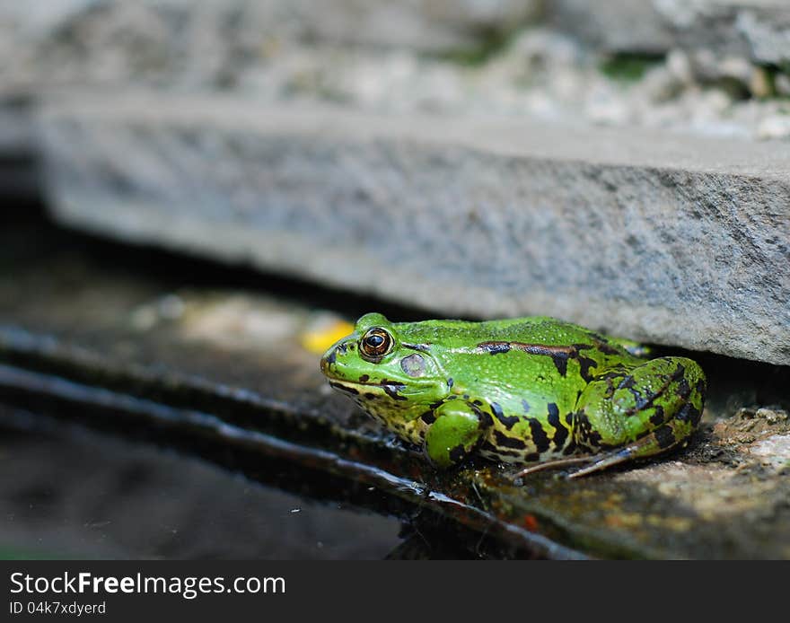 Frog on the rocks near a pond