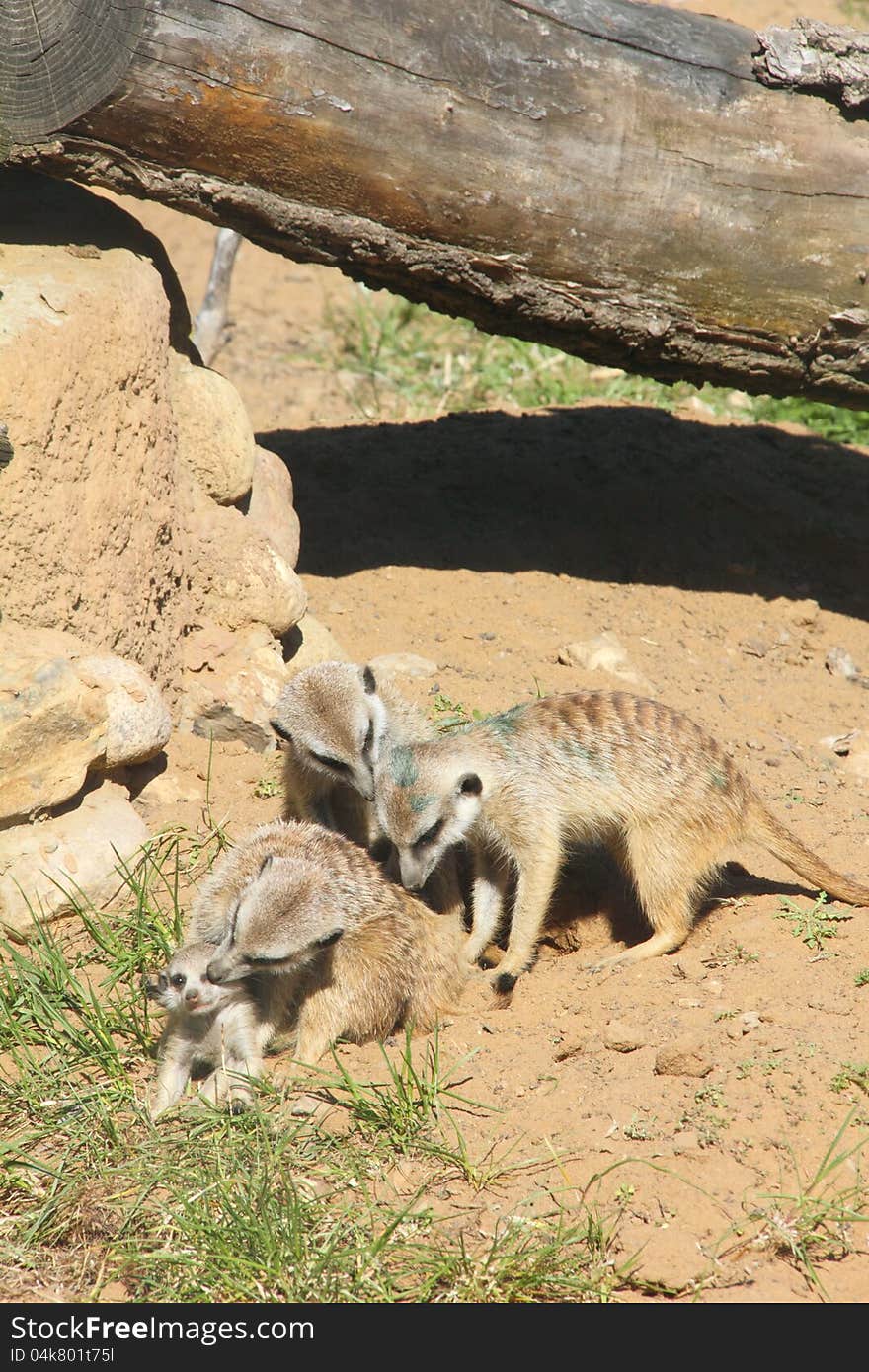 Meerkat sitting on sand in the sunny day. Meerkat sitting on sand in the sunny day.