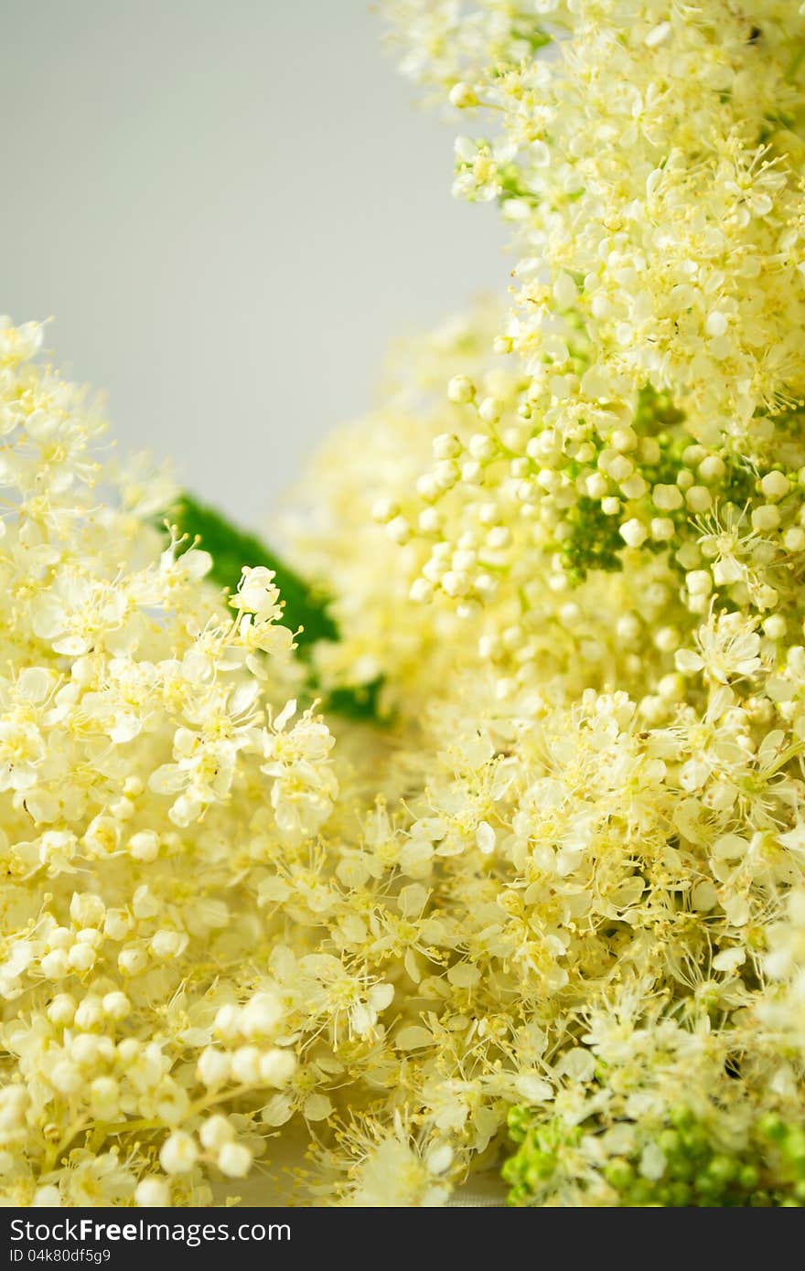 Meadowsweet bouquet