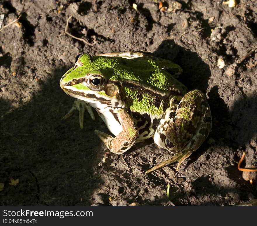 Pool Frog (Pelophylax lessonae) sitting on the ground. Close up. Pool Frog (Pelophylax lessonae) sitting on the ground. Close up