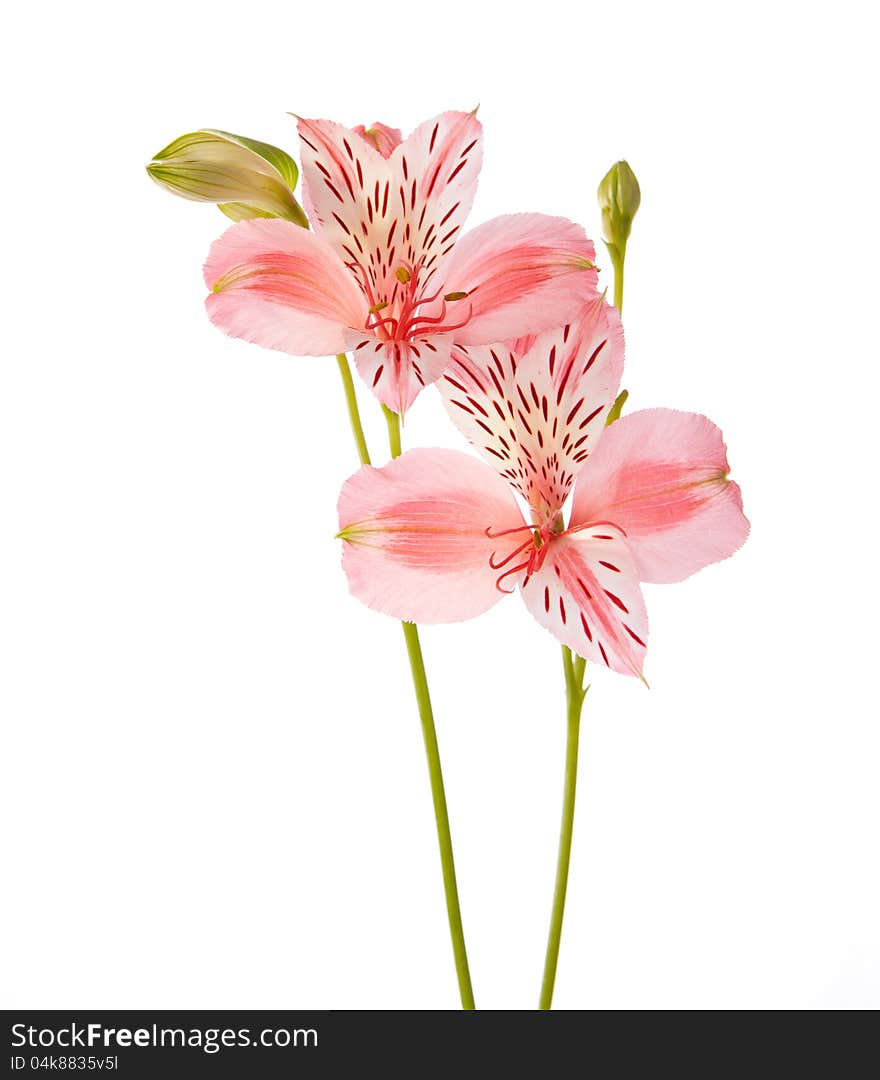 Two flowers isolated on white background. Alstroemeria