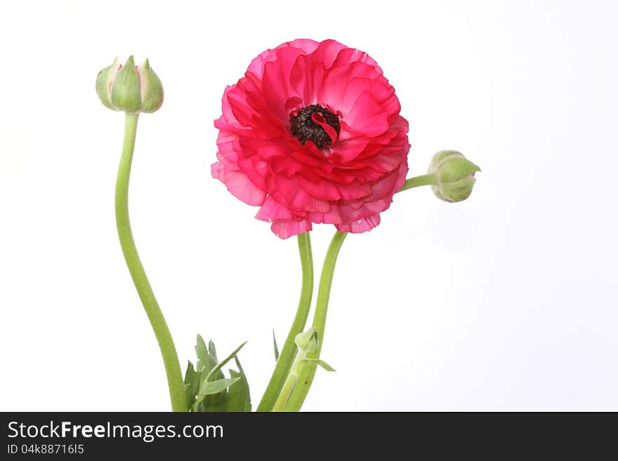 Beautiful Floral isolated on white background. Beautiful Floral isolated on white background