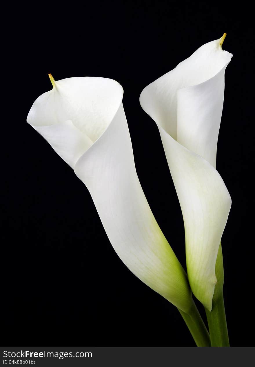 White calla lilies, over black background. White calla lilies, over black background