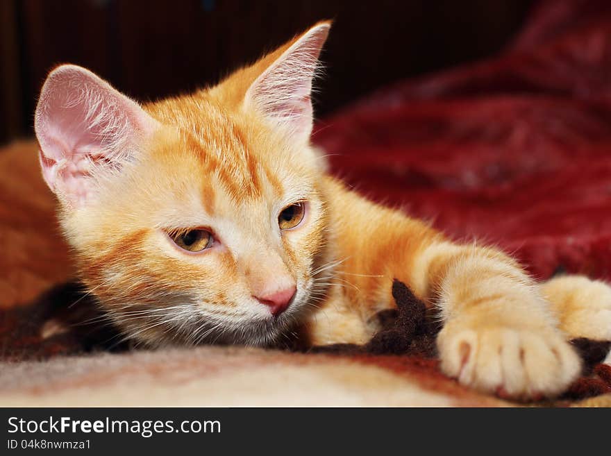 Red little kitten lying on the bed. Red little kitten lying on the bed