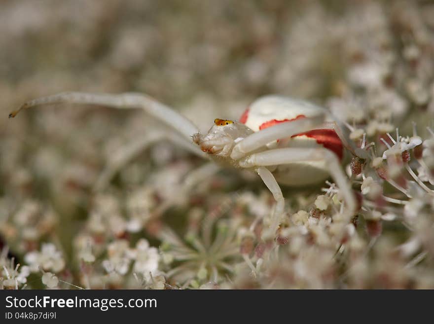 Crab spider on Queen Anne's Lace or Wild Carrot flower