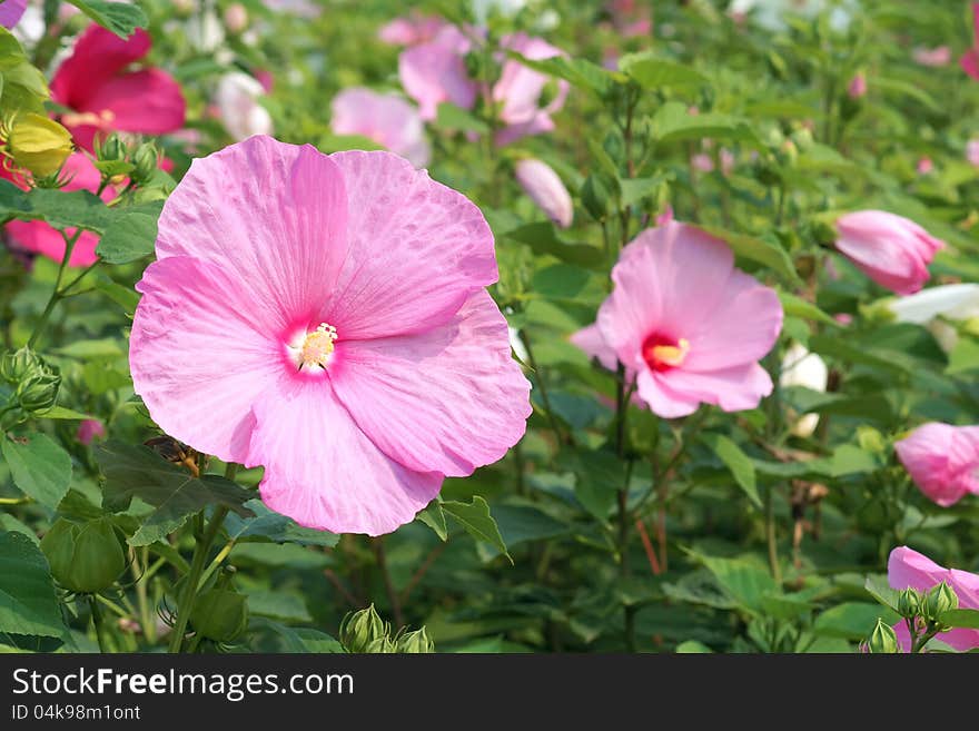 The close-up of flower of hibiscus. Scientific name: Hibiscus moscheutos