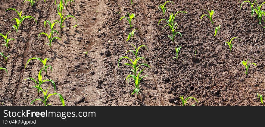 Drought cracked corn field. Drought cracked corn field