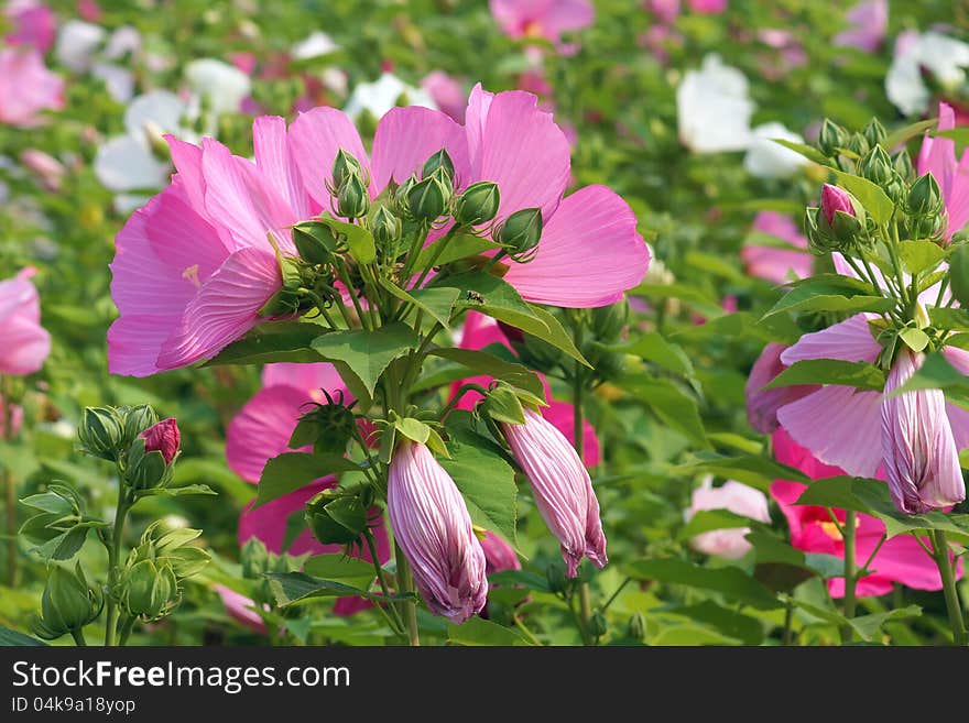 The close-up of flower of hibiscus. Scientific name: Hibiscus moscheutos