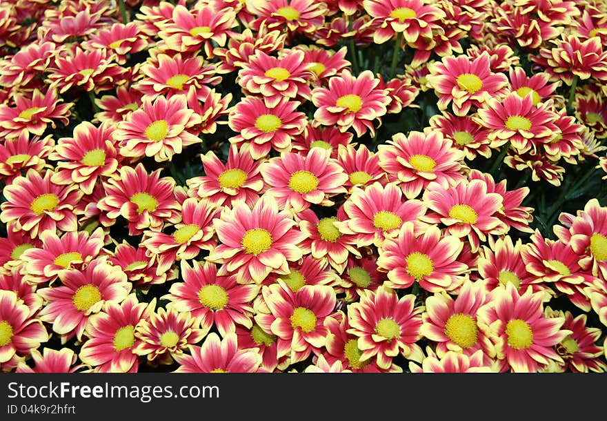 A Floral Background of Yellow Orinoco Flowers.