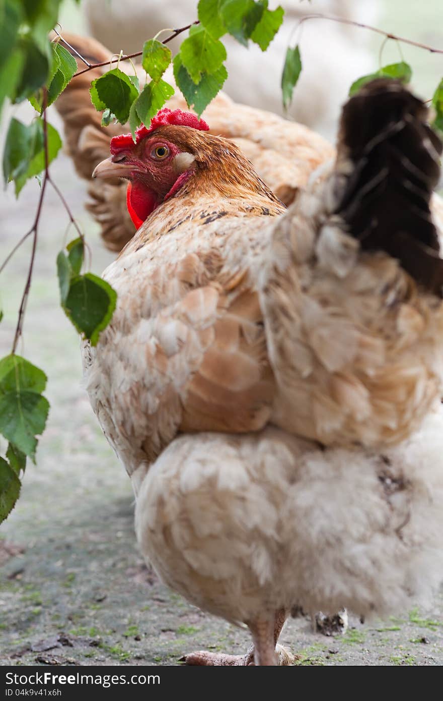 Beige hen backwards on yard