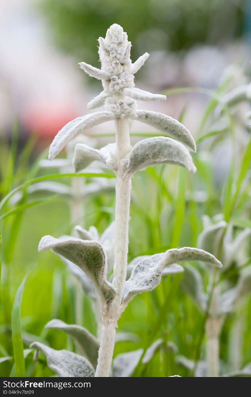 Stachys byzantina or lamb's ear