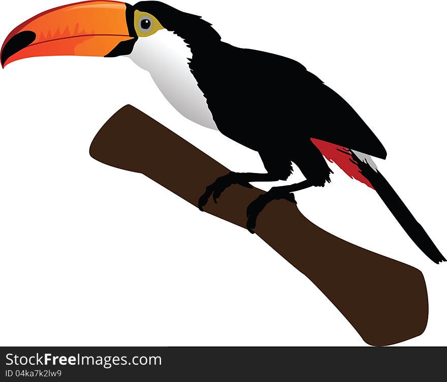 Beautiful toucan on branch color illustration