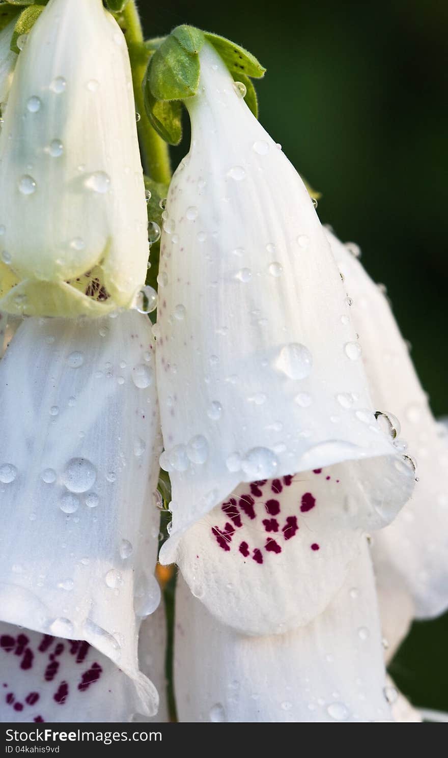 White Common Foxglove