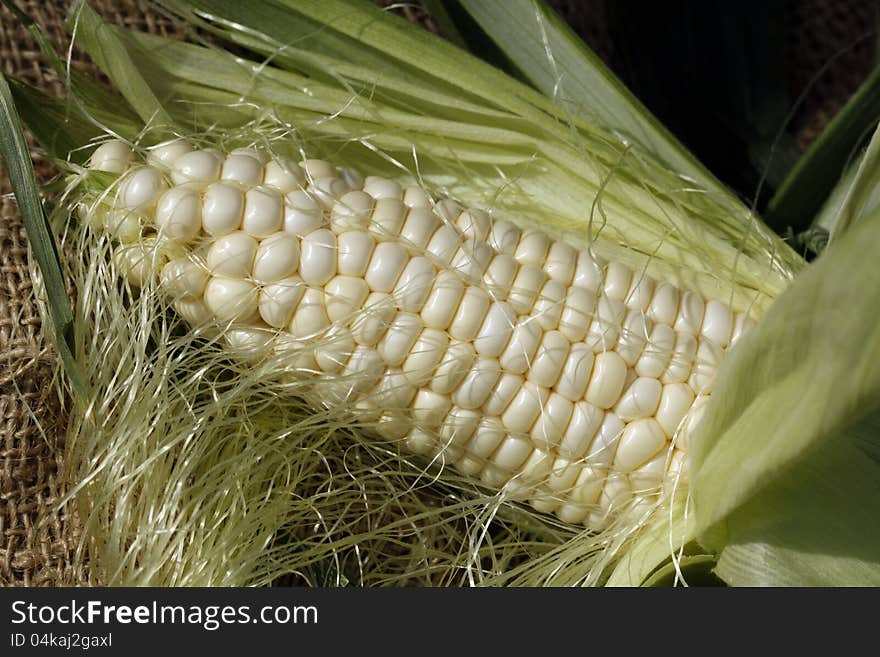 An ear of just picked white corn with cornsilk and husk peeled back. An ear of just picked white corn with cornsilk and husk peeled back.