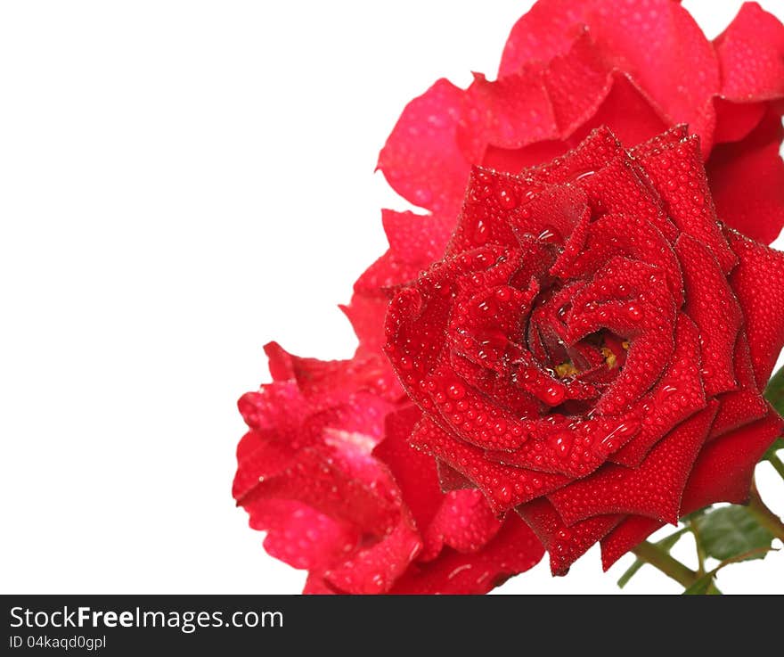 Red roses isolated on white background