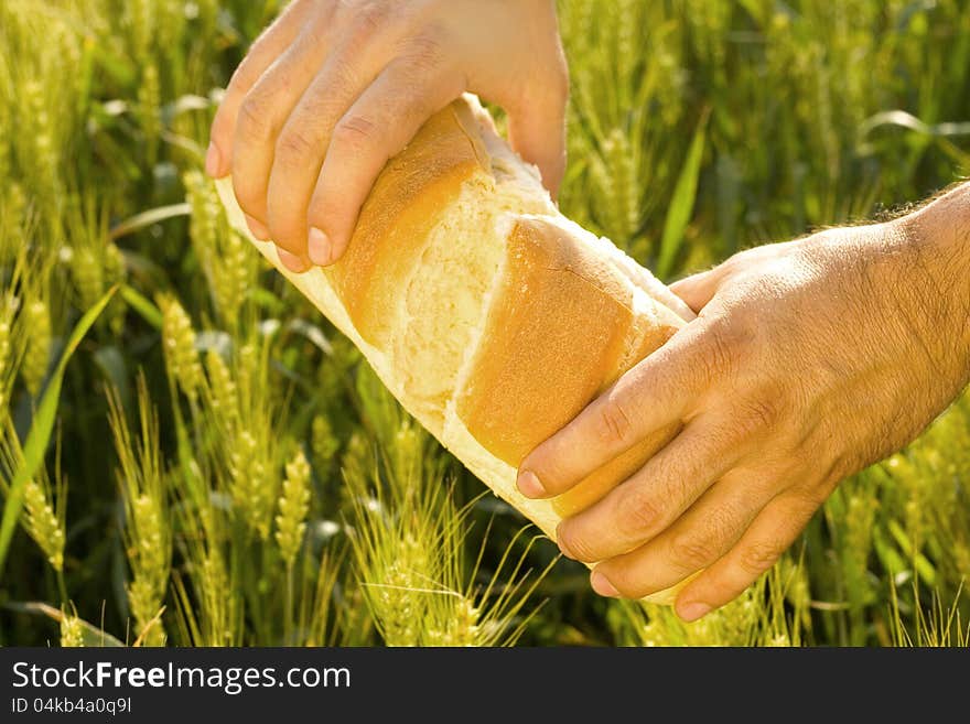 Fresh bread in the hands