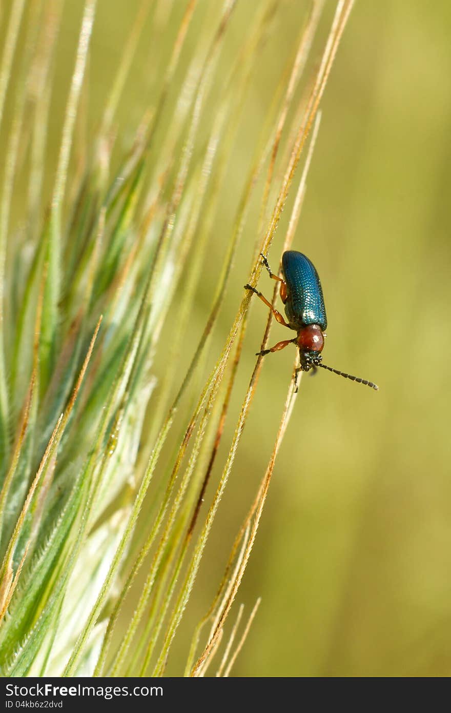 Bug on the ear on a field