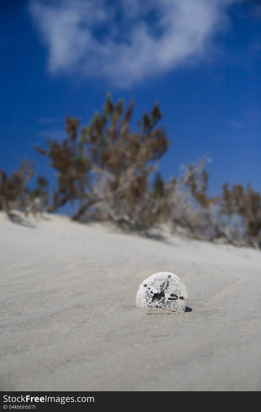 Broken Sand Dollar