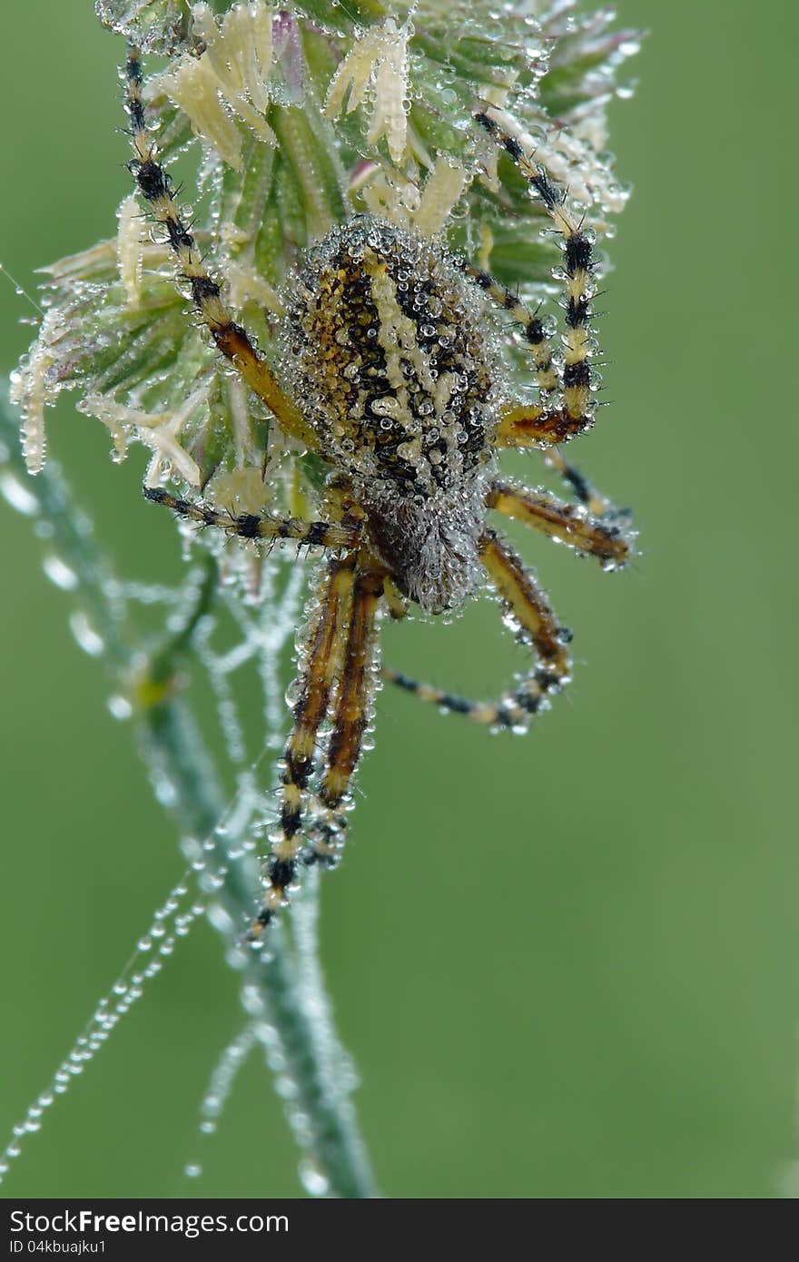 The oak spider in the early dewy morning.