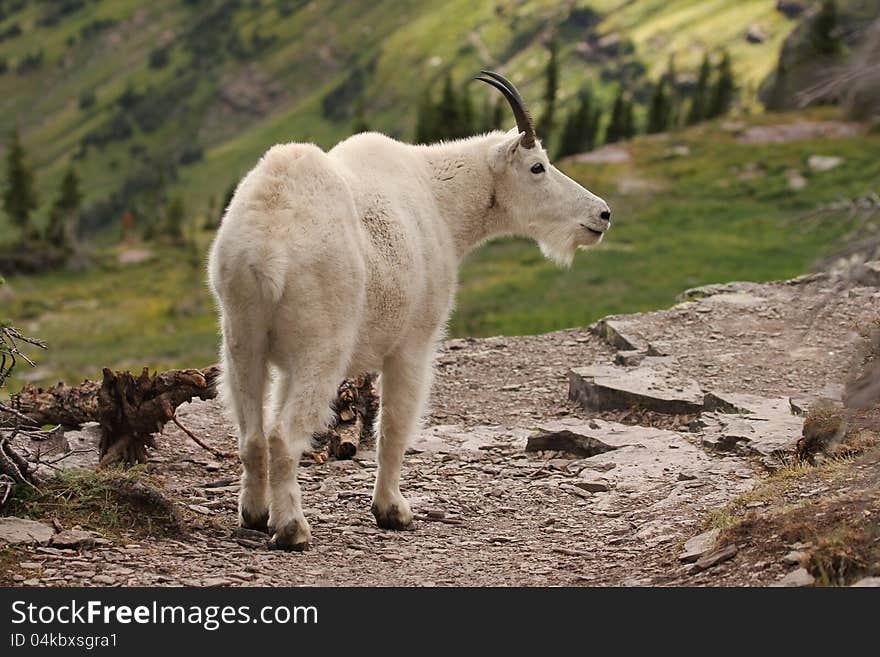 Mountain Goat At Glacier National Park