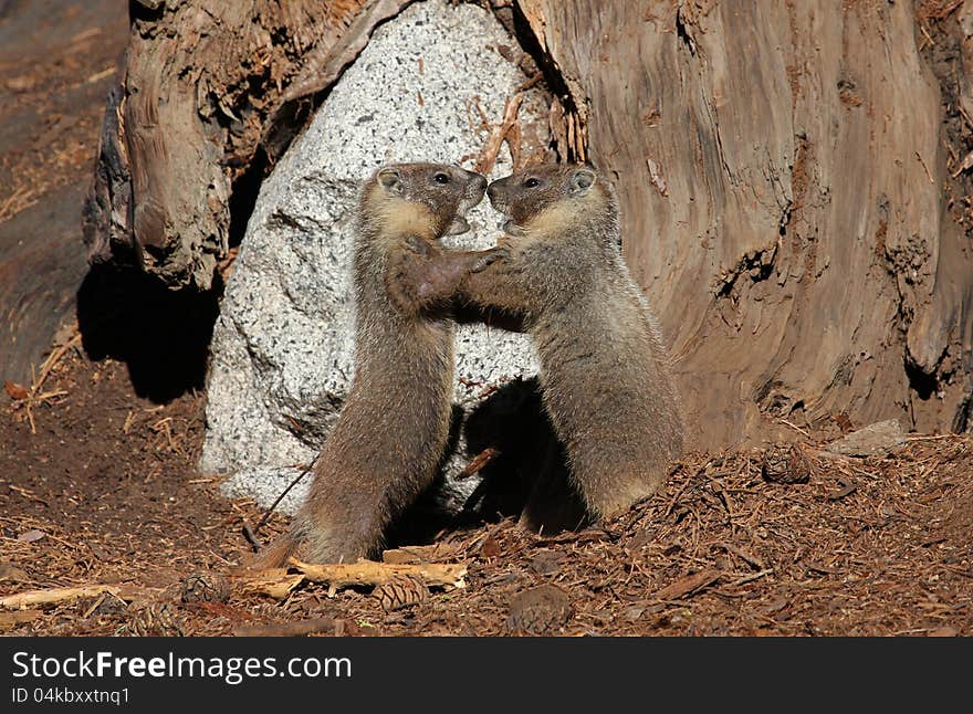 Marmots Wrestling