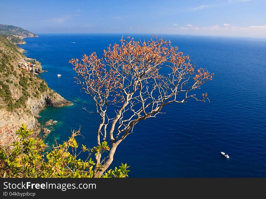 Tropical scenery of tree situated on a cliff. In background blue sea with yacht. Tropical scenery of tree situated on a cliff. In background blue sea with yacht.