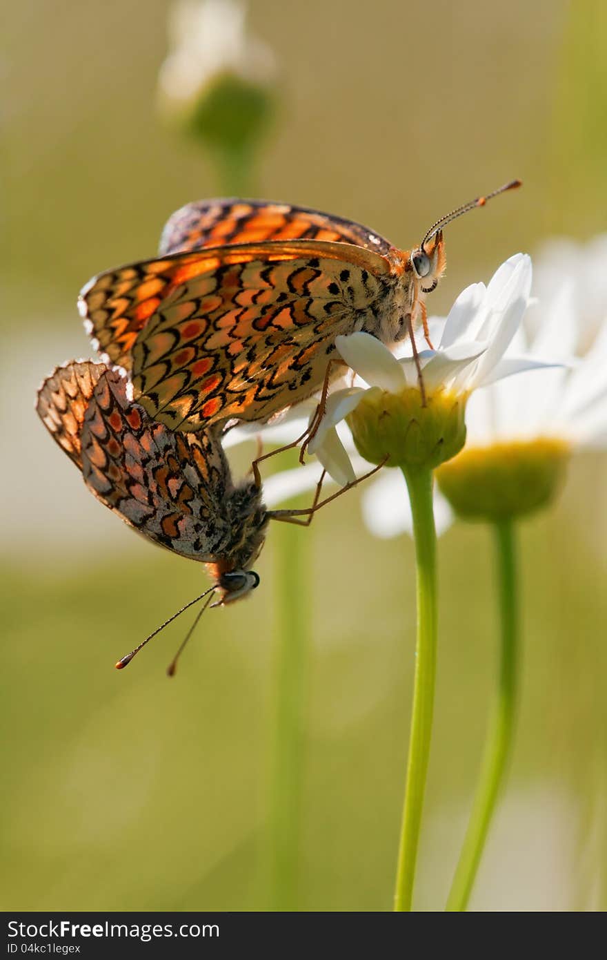 Two populating fritillary